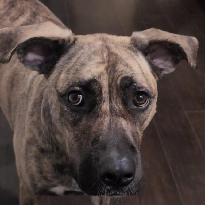 bruno